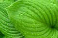 Fresh green leaf with raindrops. The texture of the leaf with veins and water drops. Ecology. Many drops of morning dew Royalty Free Stock Photo