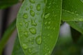 Fresh green leaf with water dropplet after rainy Royalty Free Stock Photo