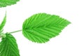 Fresh green leaf of raspberry bush isolated on white Royalty Free Stock Photo