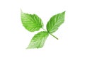 fresh green leaf of raspberry bush isolated on white Royalty Free Stock Photo