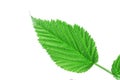 Fresh green leaf of raspberry bush isolated on white Royalty Free Stock Photo