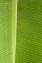 Fresh green leaf structure Royalty Free Stock Photo