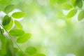 Fresh green leaf in sunlight