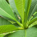 Fresh green leaf texture background