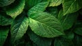 Fresh Green Leaf Texture Closeup Background Royalty Free Stock Photo