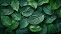 Fresh Green Leaf Texture Closeup Background Royalty Free Stock Photo