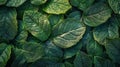 Fresh Green Leaf Texture Closeup Background Royalty Free Stock Photo