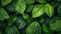 Fresh Green Leaf Texture Closeup Background Royalty Free Stock Photo