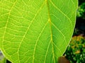 Fresh green leaf texture closeup Royalty Free Stock Photo