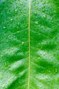 Fresh Green Leaf Texture Closeup Royalty Free Stock Photo