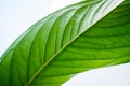 Fresh green leaf texture macro close-up Royalty Free Stock Photo