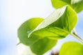 Fresh green leaf texture macro closeup. leaf background Royalty Free Stock Photo