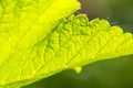 Fresh green leaf texture macro closeup. leaf background Royalty Free Stock Photo