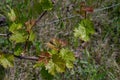 Fresh green branches and leaves of grapevine in vineyard. Young small grape leaf closeup on blurred background. Organic grape grow Royalty Free Stock Photo