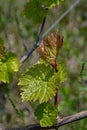 Green red sprouts of young branches of grapevine at vineyard in springtime. Tiny grape leaves closeup on blurred background. Royalty Free Stock Photo