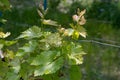 Fresh leaves on young green branches of grapevine at vineyard in springtime. Grape leaf closeup on blurred background. Spring Royalty Free Stock Photo