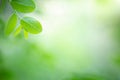 Fresh green leaf under sunlight in morning.