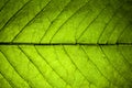 Fresh green leaf veins macro Royalty Free Stock Photo