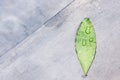 Fresh green leaf and water droplet on gray cement background Royalty Free Stock Photo