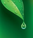 Fresh green leaf with water droplets Royalty Free Stock Photo