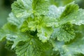 Fresh green leaf with water drops, close up Royalty Free Stock Photo