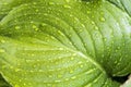 Fresh green leaf with water drops, close up Royalty Free Stock Photo