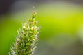 Fresh green leaf with water drops, close up Royalty Free Stock Photo