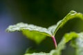 Fresh green leaf with water drops, close up Royalty Free Stock Photo