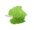 Fresh green leaf with water drops isolated on white. Grape plant Royalty Free Stock Photo