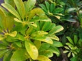 Fresh green leaf with water drops in morning