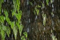 Fresh of green leave behind waterfall Royalty Free Stock Photo