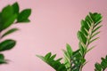 Fresh green leaves air purifiers plant modern house minimal decoration indoor ornaments with copy space pink background.botanical Royalty Free Stock Photo