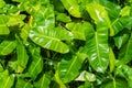 Fresh green leaves of Alocasia cucullata tree Royalty Free Stock Photo