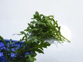 fresh green leaves arugula rocket salad in blue container Royalty Free Stock Photo