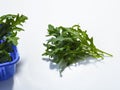 fresh green leaves arugula rocket salad in blue container close up Royalty Free Stock Photo