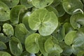 Fresh green leaves of Asarum europaeum Royalty Free Stock Photo
