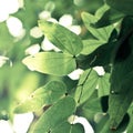 Fresh green leaves background Royalty Free Stock Photo