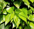 Fresh green leaves background. Shrub as backdrop.