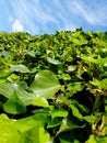 Fresh green leaves background. Shrub as backdrop.