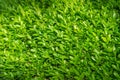 Fresh green leaves background Spring Royalty Free Stock Photo