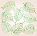 Fresh green leaves background. Royalty Free Stock Photo