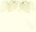 Fresh green leaves background. Royalty Free Stock Photo
