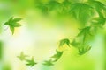 Fresh green leaves background Royalty Free Stock Photo