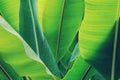 Fresh Green Leaves of Banana Trees as Natural Texture Background Royalty Free Stock Photo