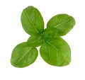 Fresh green leaves of basil isolated on white background top view Royalty Free Stock Photo