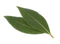 Fresh green leaves of bay leaf isolated on white background. Laurus isolated. Royalty Free Stock Photo