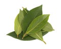 Fresh green leaves of bay leaf isolated on white background. Laurus isolated. Royalty Free Stock Photo