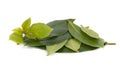 Fresh green leaves of bay leaf isolated on white background. Laurus isolated. Royalty Free Stock Photo