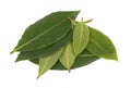 Fresh green leaves of bay leaf isolated on white background. Laurus isolated. Royalty Free Stock Photo