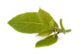 Fresh green leaves of bay leaf isolated on white background. Laurus isolated. Royalty Free Stock Photo